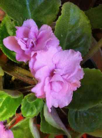 Double Pink African Violet.jpg